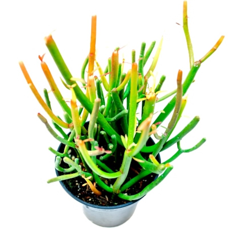 Buy Euphorbia Tirucalli online at cheap price - India&#039;s biggest plants