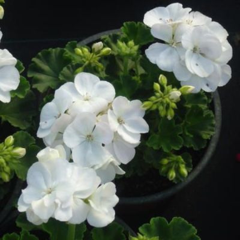 Buy Geranium White online at cheap price - India&#039;s biggest plants and