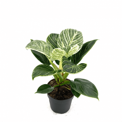 Philodendron Birkin Plant - Philodendron White Wave