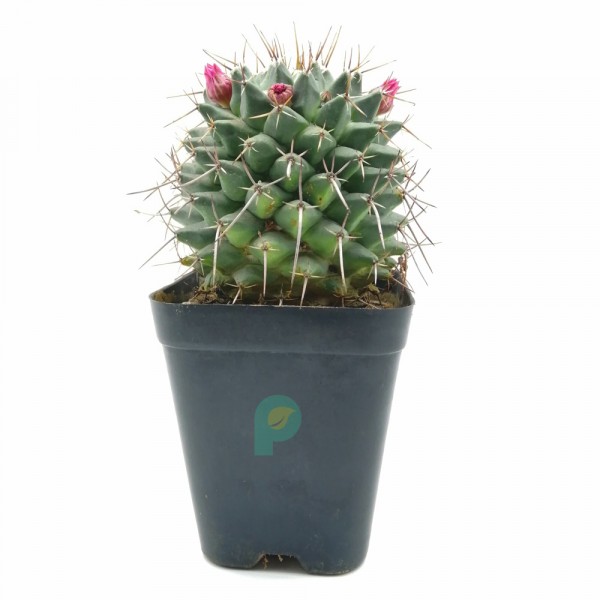 Gymnocalycium Saglionis Cactus