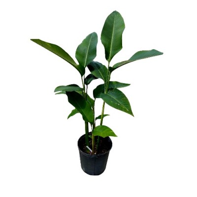 Heliconia Rostrata Plant
