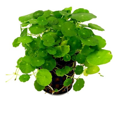 Pennywort Plant - Hydrocotyle Verticillata