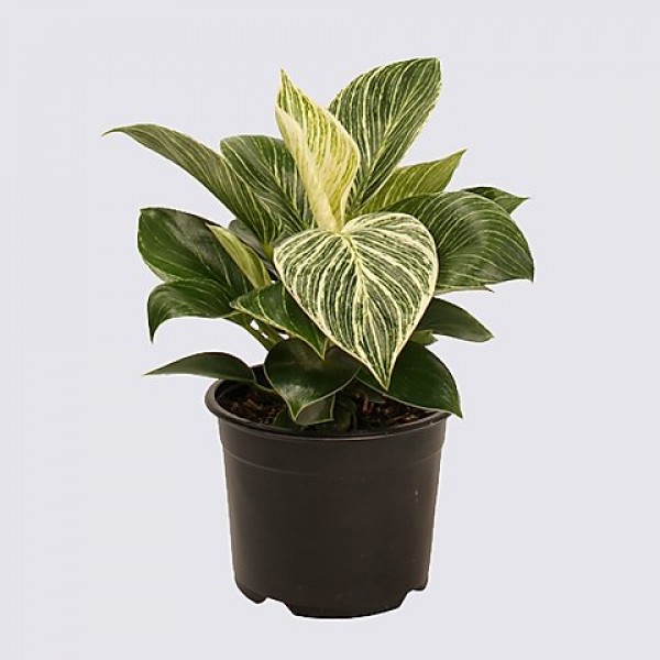 Philodendron Birkin Plant - Philodendron White Wave