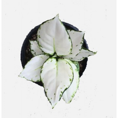 Aglaonema Super White - Chinese Evergreen