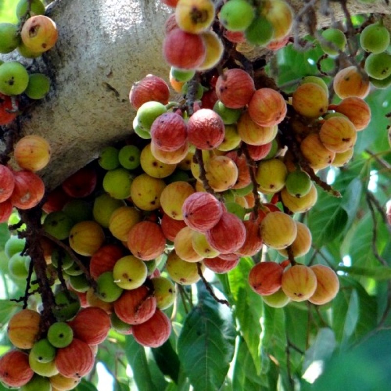 Ficus Racemosa - Ficus Glomerata, Cluster Fig Tree, Indian Fig Tree, Goolar, Umbar plant online at plantsguru.com