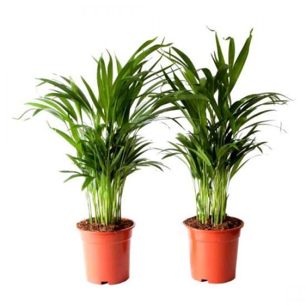 Areca Palm live Indoor Air Purify House Plant (Pack of 2)