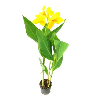 Lilies (Lily) flower Plants buy Online at best price on