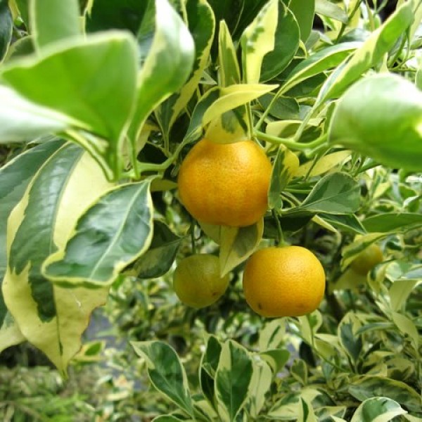 Ornamental Orange Variegated Plant
