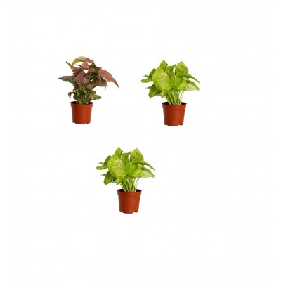 Syngonium Plants Pack of 3