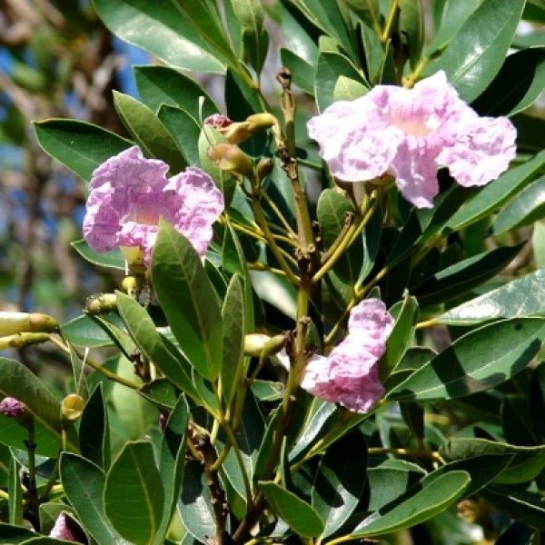 Tabebuia Pallida Plant
