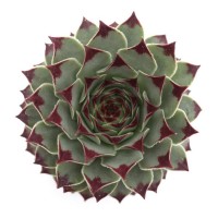 Live Sempervivum Houseleek Succulent Rooted in Pots Fractal Succulents  20 Pack Flowering Plant Leaves / Geometric Rosettes by Plants for Pets 