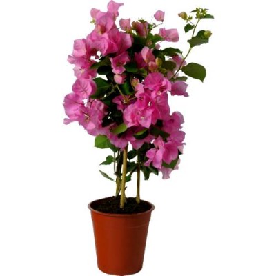 Bougainvillea flower Plants buy Online at best price on PlantsGuru.com