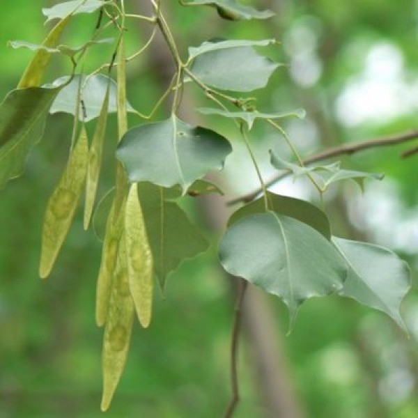 Dalbergia Latifolia, Rosewood - Seeds (1Kg)