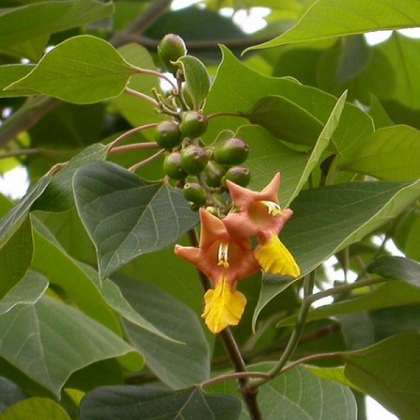 Gamelina Arborea, Gamhar - Seeds (1Kg)