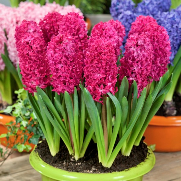 Hyacinth Jan Bos Pink - 3 Bulbs