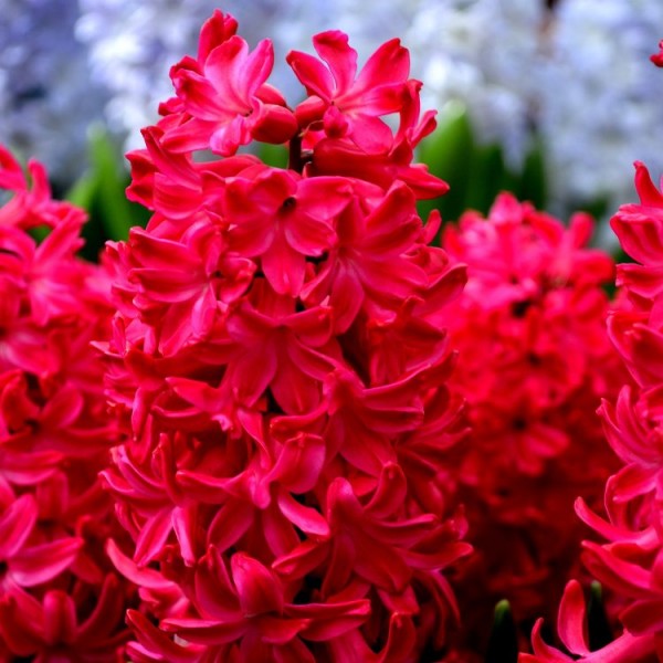 Hyacinth Red Glory - Jan Bos (3 Bulbs)