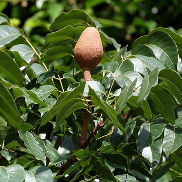 Swietenia Mahagoni, Mahogany - Seeds (1Kg)
