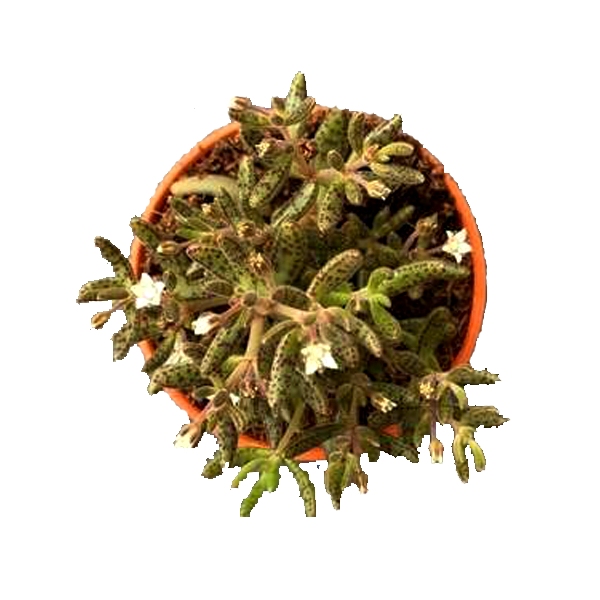 Crassula Humbertii Succulent Plant