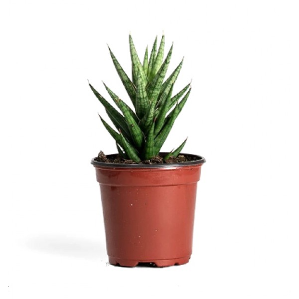 Sansevieria Francisii, Snake Plant - Mother in Law Tongue Plant