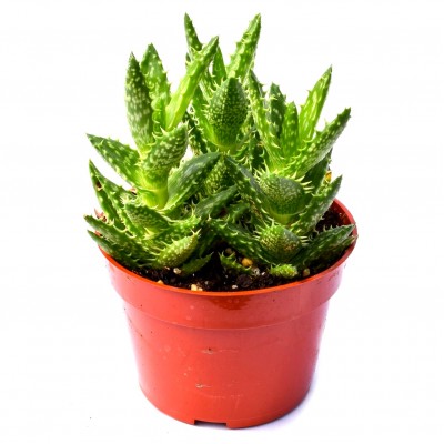 Aloe Juvenna Succulent Plant