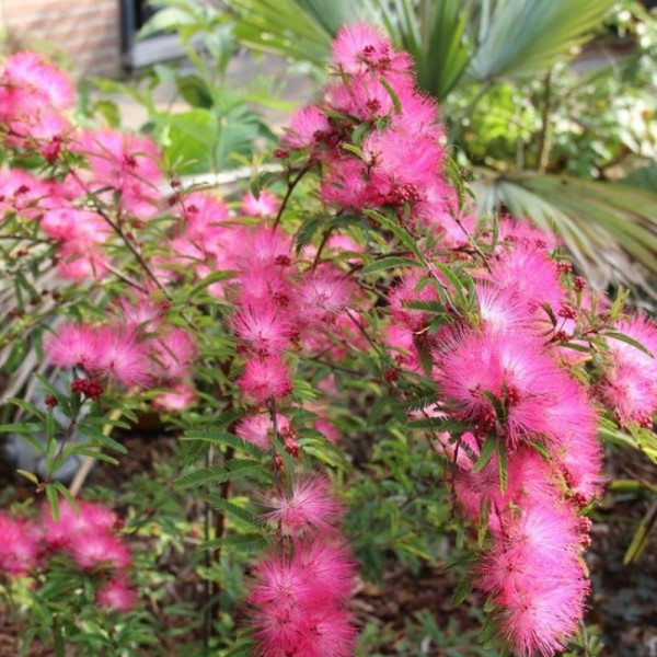 Powder Puff Plant - Calliandra Dixie Pink