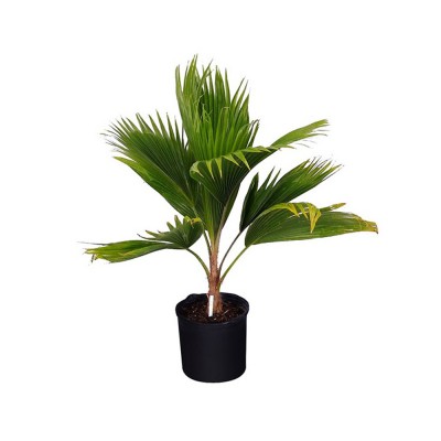Palms and Cycads plants buy Online at best price on PlantsGuru.com