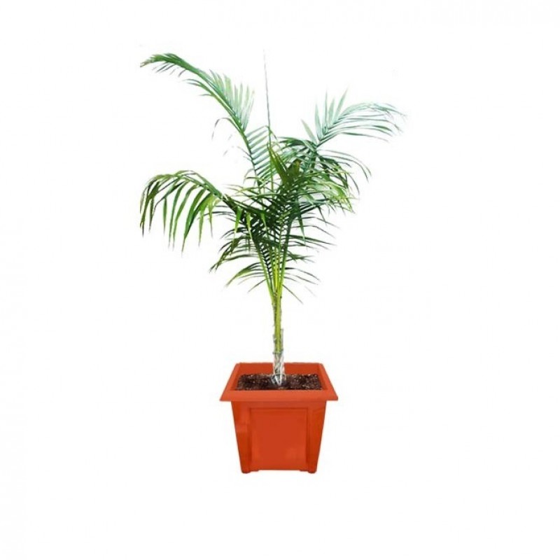 Royal Palm buy online at cheap price in India on