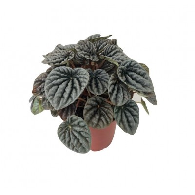 Peperomia Caperata Black Plant