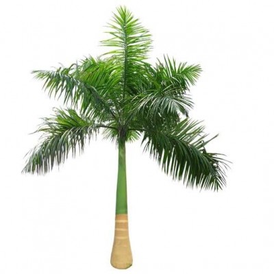 Royal Palm Plant - Cuban Royal Palm Tree, Roystonea Regia Palm