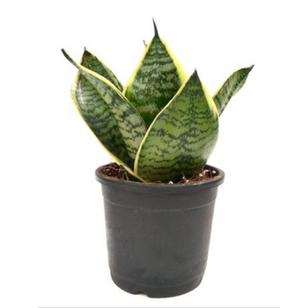 Sansevieria Compacta Dwarf, Snake Plant - Mother in Law Tongue Plant