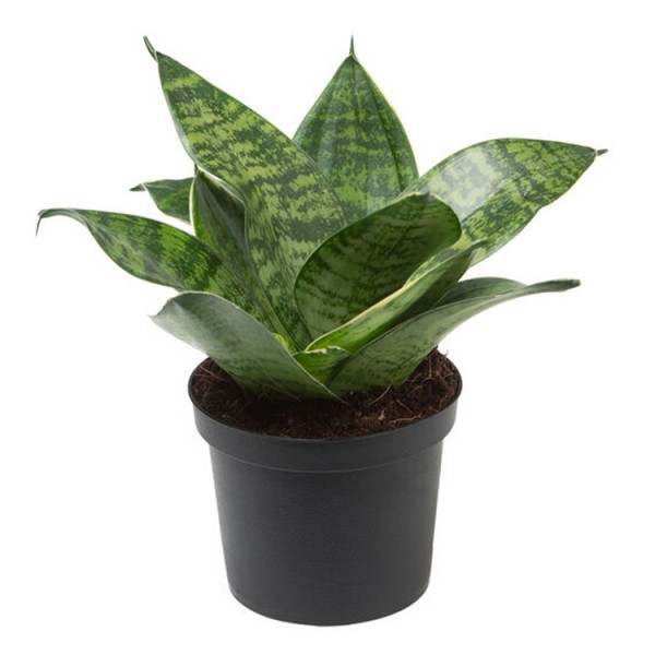 Sansevieria Green Small, Snake Plant - Mother in Law Tongue Plant