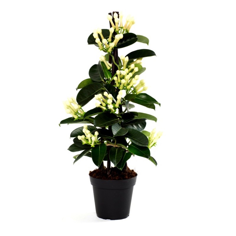 Buy Madagascar Jasmine floribunda plant online at