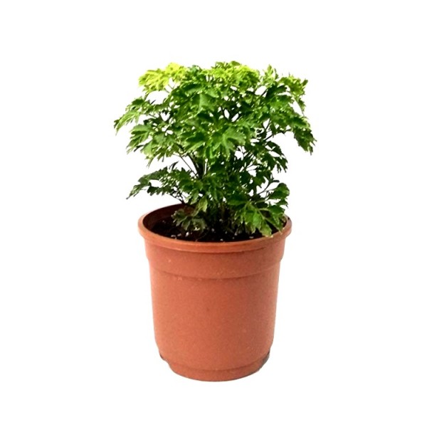 Arelia Ming - Aralia Oak Leaf Plant