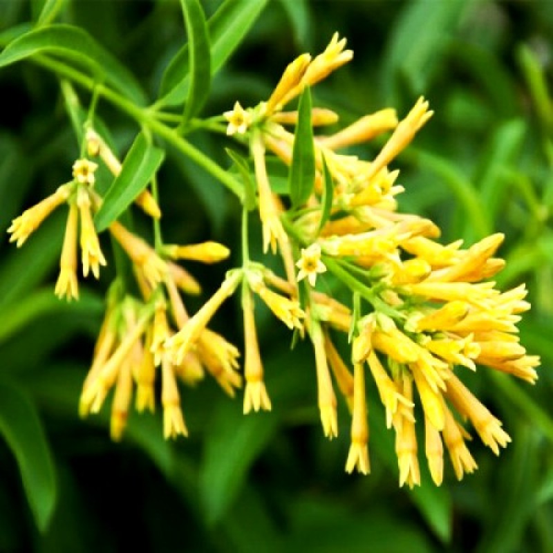 Buy Cestrum Nocturnum Plant - Yellow Raat Rani online at plantsguru.com