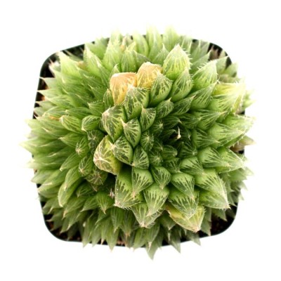 Haworthia Cooperi Star Succulent Plant