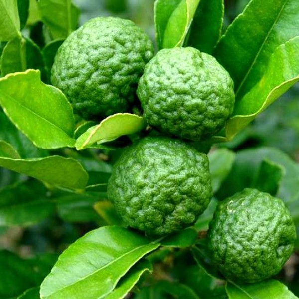 Nimboo Kaffir Plant - Kaffir Lime, Kafir Lime, Lemon Plant, Citrus Hystrix