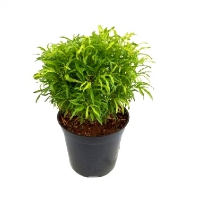 aralia green plant arelia plantsguru zoom click