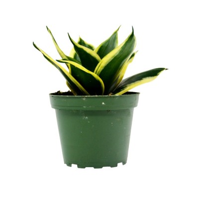 Sansevieria Trifasciata Small, Snake Plant - Mother in Law Tongue Plant