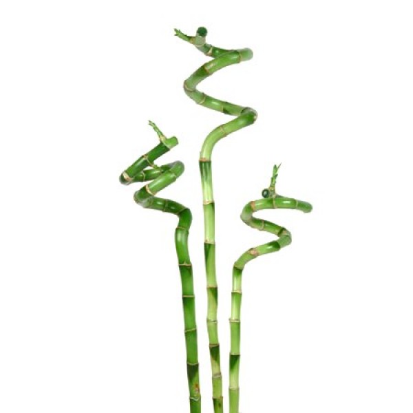 Lucky Bamboo Spiral Sticks (3 Stick, 30cm)