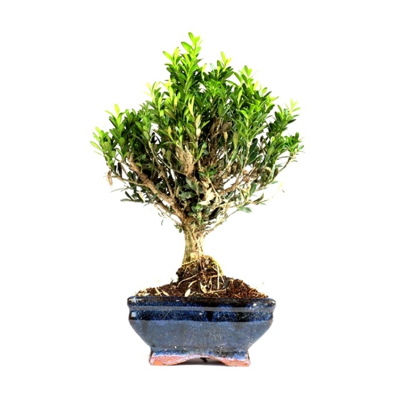 Buy Buxus Harlandii Bonsai Tree Online At Best Price On Plantsguru Com