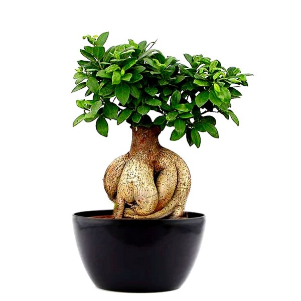 Ficus bonsai (trunk weight: 1 kg) Plant