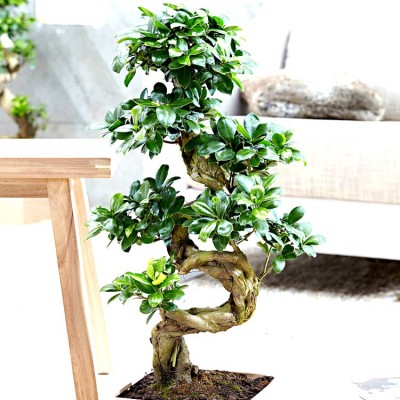 Ficus Bonsai Podacate