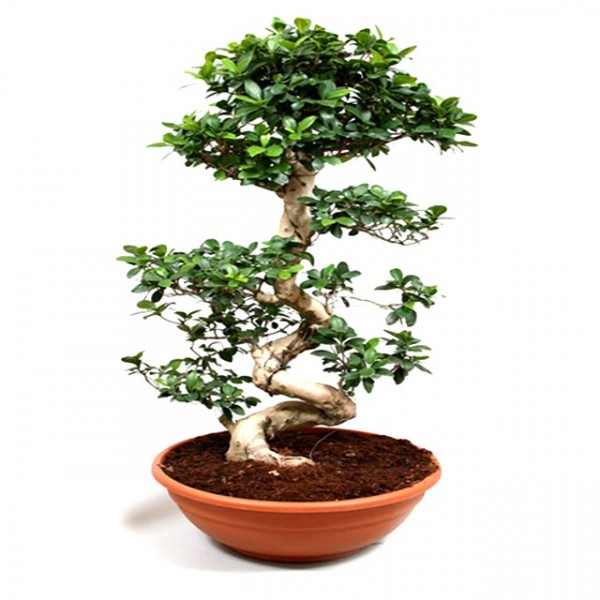 Ficus Bonsai Podacate