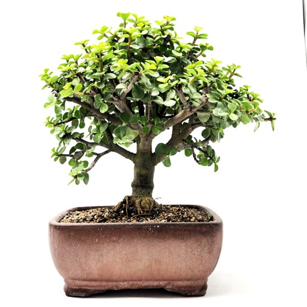 Jade Plant Bonsai - 6 Years