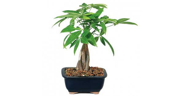 Buy Pachira, Money Tree Bonsai (5 years old) online at plantsguru.com