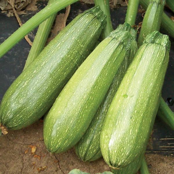Omaxe Summer Squash Chappan Kadu F1(Zucchini) seeds