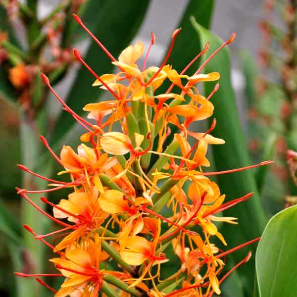 Hedychium Bulbs - Ginger lily (Yellow, 3 Bulb)