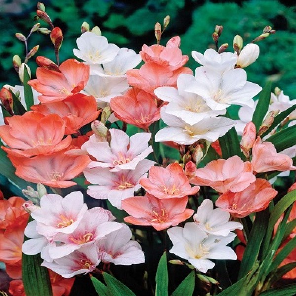 Tritonia flower bulbs (Pack of 5 Bulb)