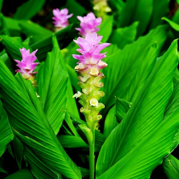 Curcuma Lily Bulbs (Pink - 4 Bulb)