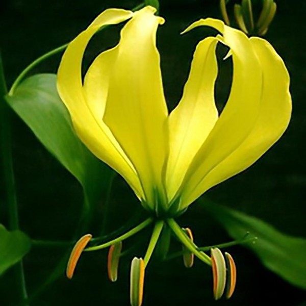 Gloriosa Yellow Bulbs - 3 Bulbs